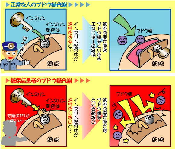 糖代謝の正常なしくみ