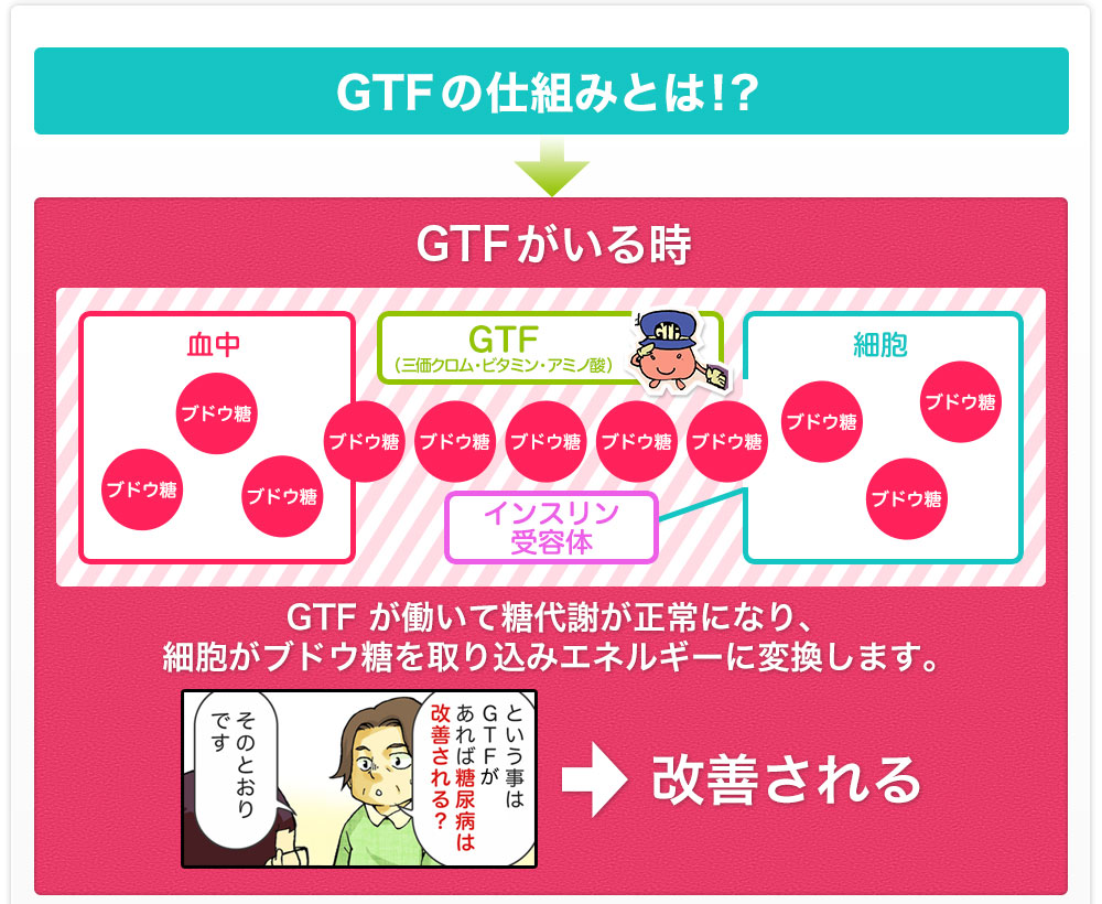 GTF の仕組みとは！？GTFがいる時GTF が働いて糖代謝が正常になり、細胞がブドウ糖を取り込みエネルギーに変換します。