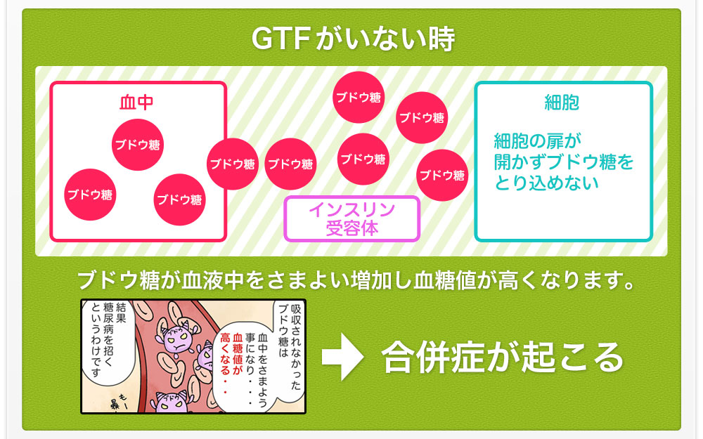 GTFがいない時ブドウ糖が血液中をさまよい増加し血糖値が高くなります。