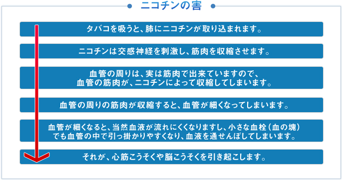 タバコを吸うと、肺にニコチンが取り込まれます。

ニコチンは交感神経を刺激し、筋肉を収縮させます。

血管の周りは、実は筋肉で出来ていますので、血管の筋肉が、ニコチンによって収縮してしまいます。

血管の周りの筋肉が収縮すると、血管が細くなってしまいます。

血管が細くなると、当然血液が流れにくくなりますし、小さな血栓（血の塊）でも血管の中で引っ掛かりやすくなり、血液を通せんぼしてしまいます。

それが、心筋こうそくや脳こうそくを引き起こします。