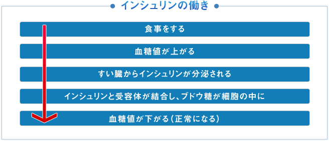 食事をする

血糖値が上がる

すい臓からインシュリンが分泌される

インシュリンと受容体が結合し、ブドウ糖が細胞の中に

血糖値が下がる（正常になる）