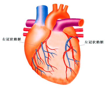 心臓の仕組み