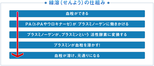 血栓ができる PA（t-PAやウロキナーゼ）が プラスミノーゲンに働きかける プラスミノーゲンが、プラスミンという 活性酵素に変換する プラスミンが血栓を溶かす！ 血栓が溶け、元通りになる